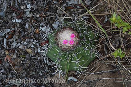 Cattleya granulosa habitat