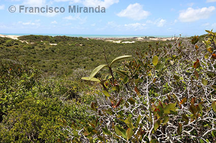 Cattleya granulosa habitat