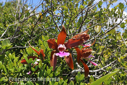 Cattleya granulosa habitat