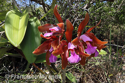 Cattleya granulosa habitat