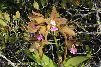 Cattleya granulosa habitat