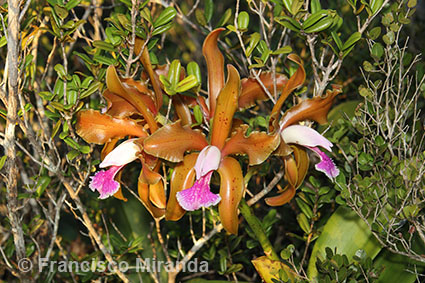 Cattleya granulosa habitat