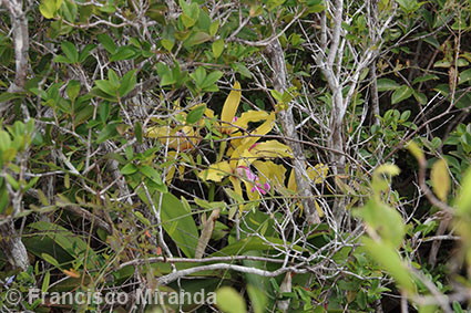 Cattleya granulosa habitat
