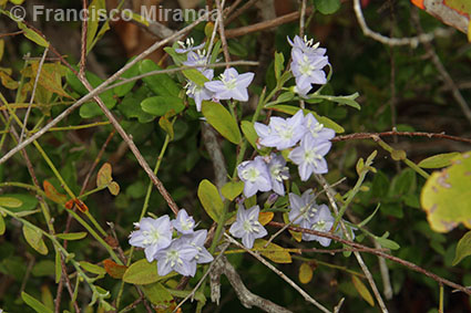 Cattleya granulosa habitat