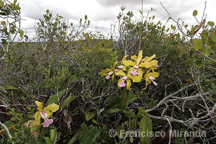 Cattleya granulosa habitat