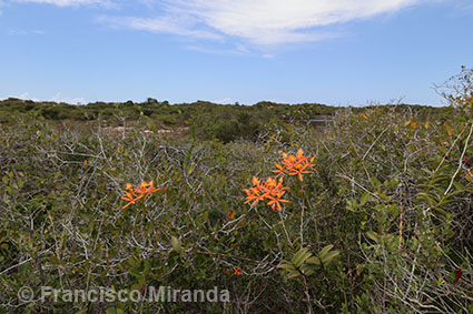 Epidendrum cinnabarinum habitat