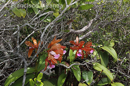 Cattleya granulosa habitat