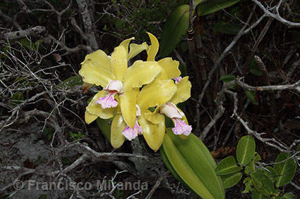 Cattleya granulosa habitat