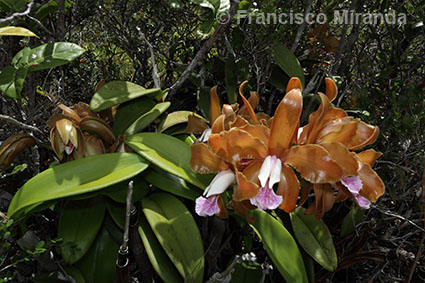 Cattleya granulosa habitat