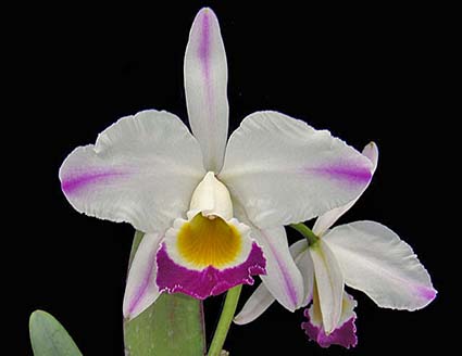 Cattleya eldorado flammea