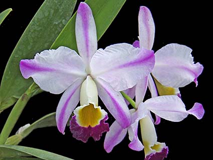 Cattleya eldorado flammea