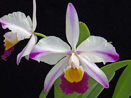 Cattleya eldorado flammea