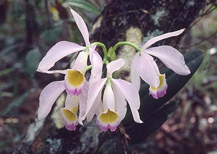 Cattleya eldorado Habitat