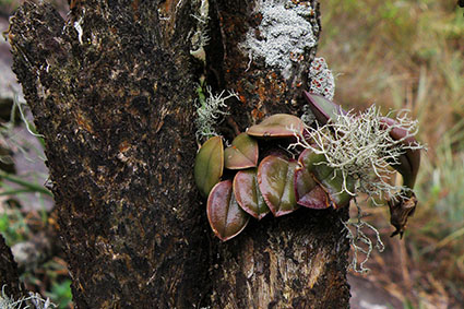 habitat brevipedunculata