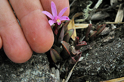 habitat liliputiana 3