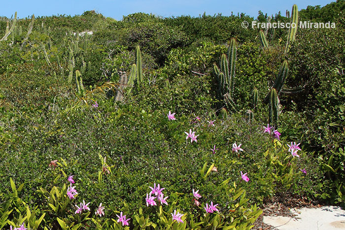 Cattleya_intermedia_habitat