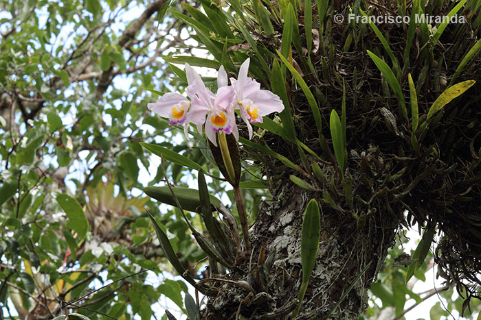 Cattleya_eldorado_habitat