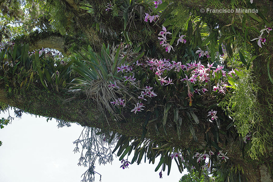 Laelia purpurata habitat