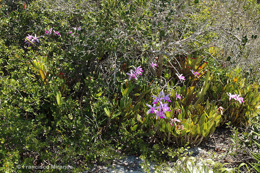 Habitat_Cattleya_intermedia_RJ