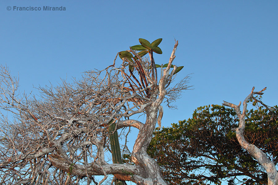 Cattleya granulosa late afternoon