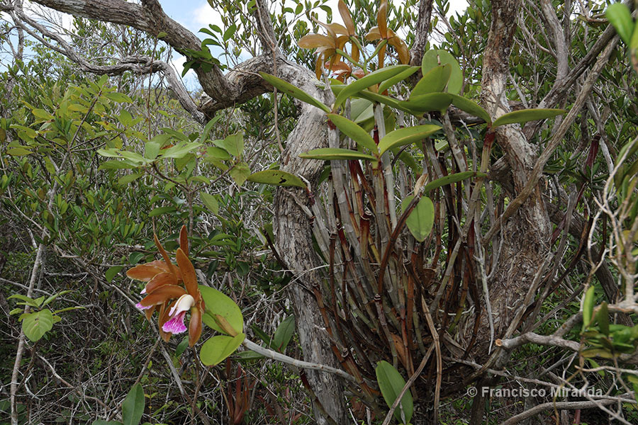 Cattleya granulosa habitat