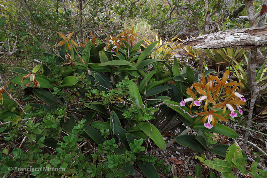 Cattleya granulosa habitat