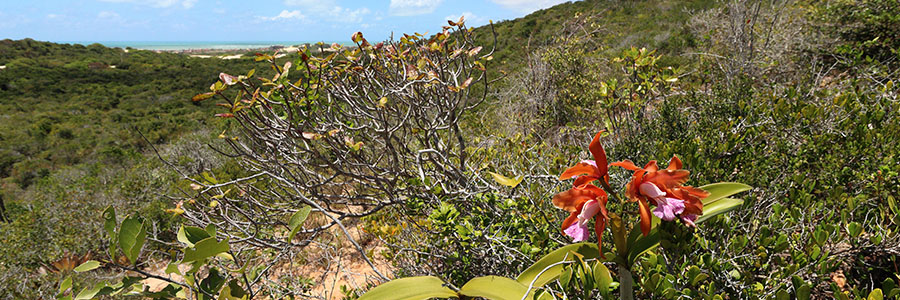 Cattleya_granulosa_habitat