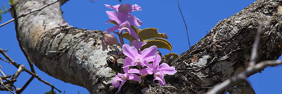 Cattleya_nobilior_habitat
