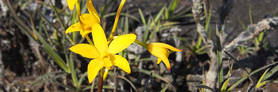 Laelia_briegeri_habitat