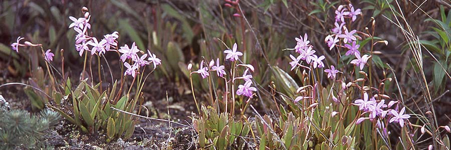 Laelia_caulescens_habitat