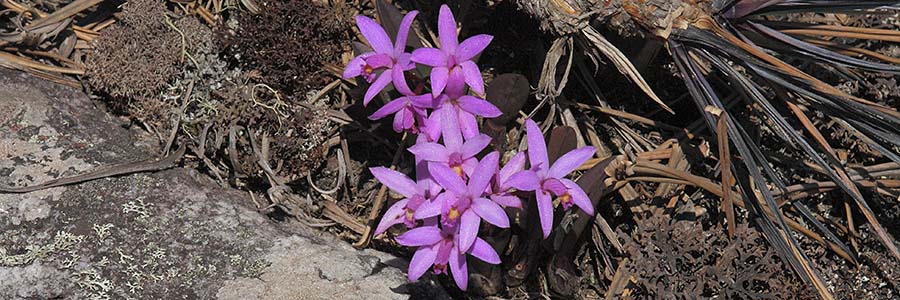 Laelia_kettieana_habitat