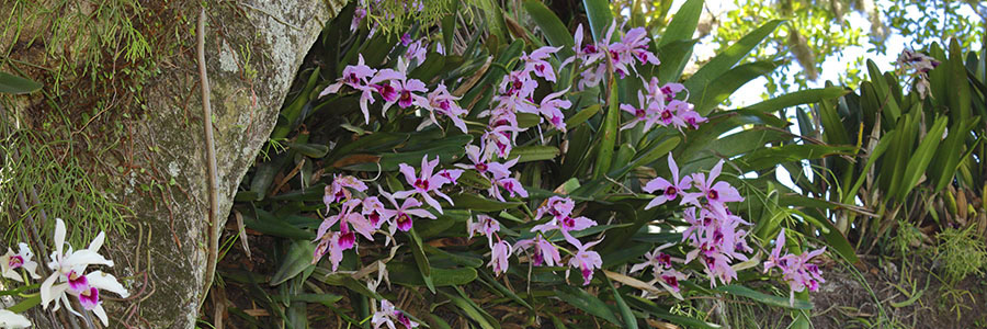 Laelia_purpurata_habitat