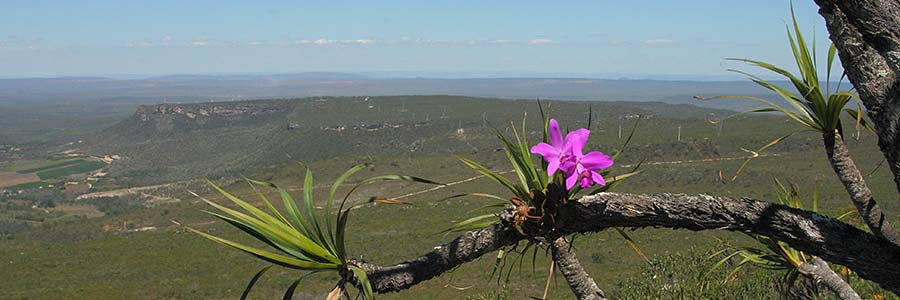 Laelia_sincorana_habitat